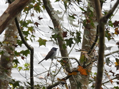 Hypothymis azurea oberholseri