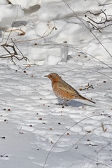 Turdus naumanni