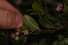 Arctostaphylos franciscana