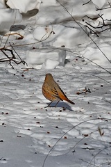 Turdus naumanni