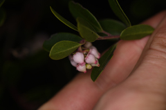 Arctostaphylos franciscana