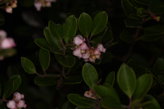 Arctostaphylos franciscana