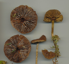 Phialoascus borealis