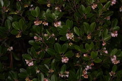 Arctostaphylos franciscana