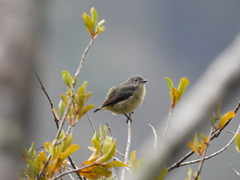 Dicaeum ignipectus formosum