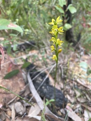 Caladenia ensata