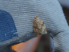 Adoxophyes negundana