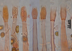 Phialoascus borealis