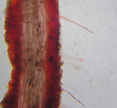 Phialoascus borealis