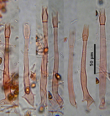 Phialoascus borealis