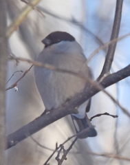 Pyrrhula pyrrhula cineracea