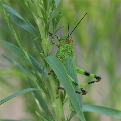 Zoniopoda tarsata