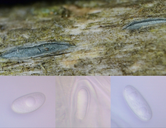 Propolis viridis