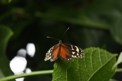 Heliconius hecale