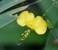 Aneilema aequinoctiale