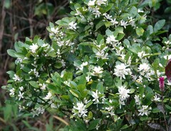 Murraya paniculata