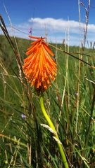 Kniphofia triangularis