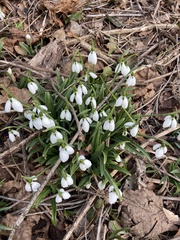 Galanthus plicatus