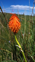Kniphofia triangularis
