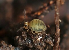 Sminthurinus henshawi