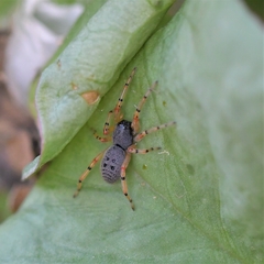 Trachelopachys