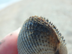 Anadara kagoshimensis