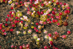 Crassula vaillantii