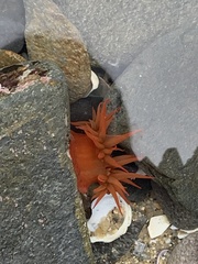 Anemonia alicemartinae