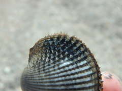 Anadara kagoshimensis