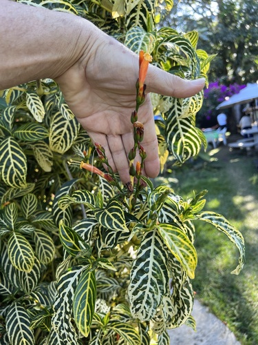 Sanchezia tigrina