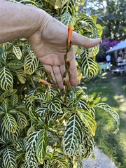 Sanchezia tigrina image