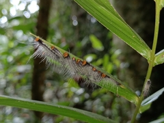 Faunis canens arcesilas