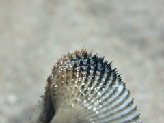 Anadara kagoshimensis