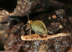 Sminthurinus henshawi