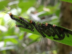 Faunis canens arcesilas