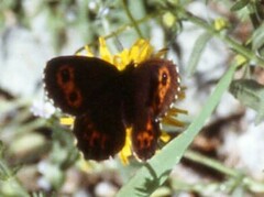 Erebia ligea