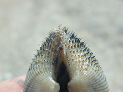 Anadara kagoshimensis