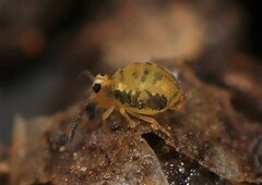 Sminthurinus henshawi