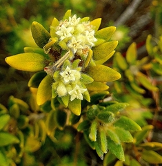 Phylica dioica