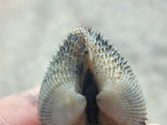 Anadara kagoshimensis