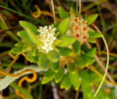 Phylica dioica