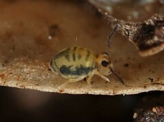 Sminthurinus henshawi