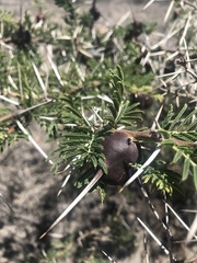 Vachellia drepanolobium