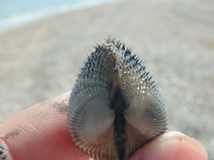 Anadara kagoshimensis