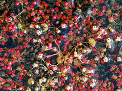 Crassula vaillantii