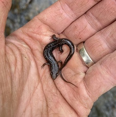 Desmognathus perlapsus