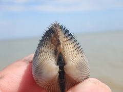 Anadara kagoshimensis