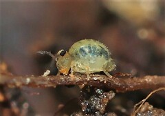 Sminthurinus henshawi