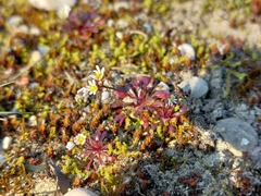 Draba verna