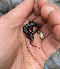 Desmognathus perlapsus